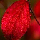 red leaf